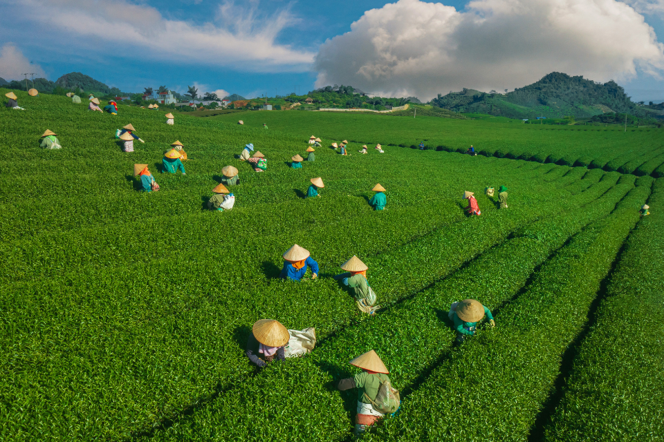 đồi chè mộc châu